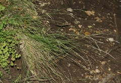 Melica californica