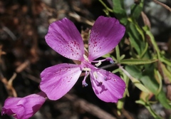 Clarkia bottae