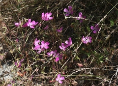 Clarkia bottae