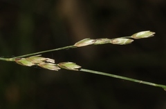 Melica californica
