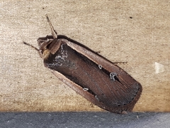 Ochropleura leucogaster