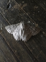 Crypsiphona tasmanica