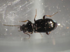 Bembidion lampros