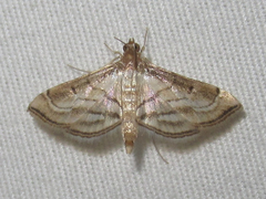 Marasmia cochrusalis