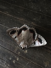 Crypsiphona tasmanica