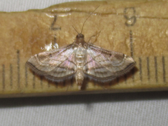 Marasmia cochrusalis