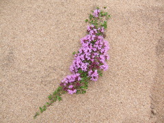 Thymus reverdattoanus