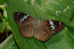 Celaenorrhinus songoensis