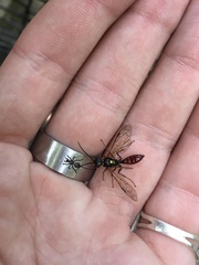 Tachynomyia abdominalis