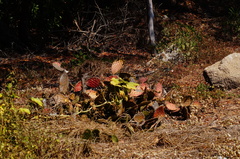 Opuntia decumbens