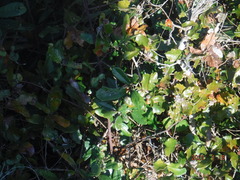 Quercus chapmanii image