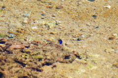 Stegastes acapulcoensis