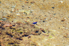 Stegastes acapulcoensis