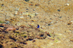 Stegastes acapulcoensis