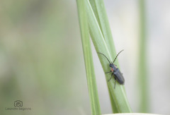 Polemius denticornis