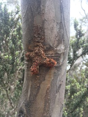 Aenetus ombraloma