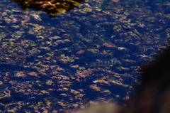 Abudefduf declivifrons