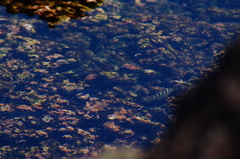 Abudefduf declivifrons