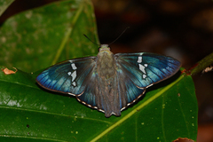 Chrysoplectrum orpheus