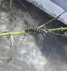 Danaus plexippus