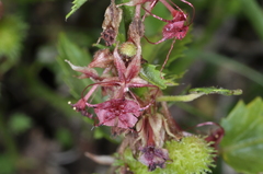 Ayenia cordobensis
