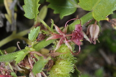Ayenia cordobensis
