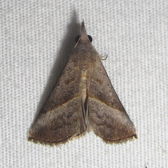 Hypena degesalis
