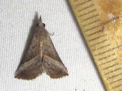 Hypena degesalis