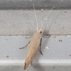 Ypsolopha ochrella