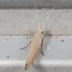 Ypsolopha ochrella