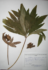 Helleborus purpurascens