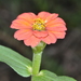 Zinnia peruviana - Photo (c) aacocucci, μερικά δικαιώματα διατηρούνται (CC BY-NC), uploaded by aacocucci