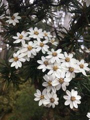 Olearia pinifolia