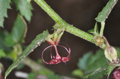 Ayenia cordobensis