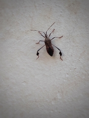 Leptoglossus