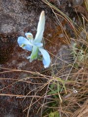 Delphinium macrocentrum