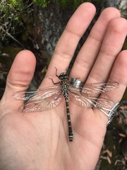 Austroaeschna tasmanica