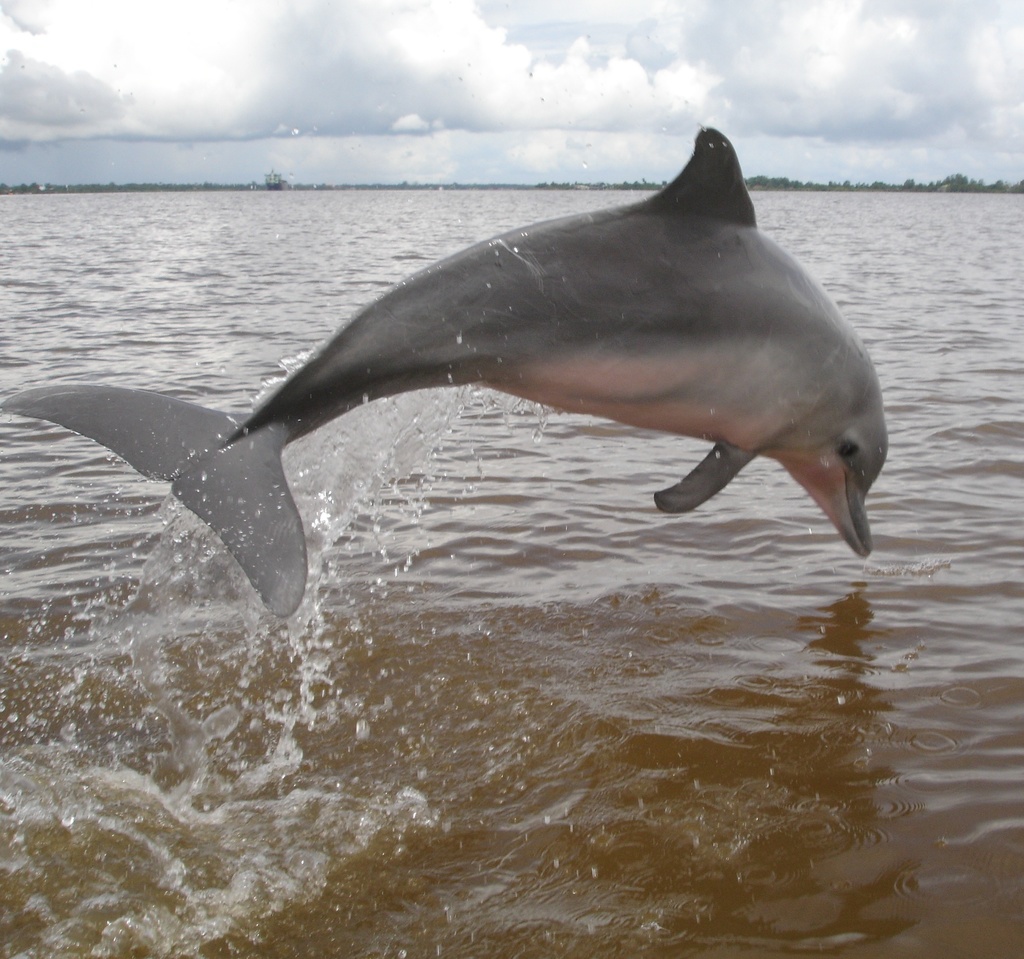 Guiana Dolphin