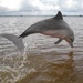 Guyana Dolphin - Photo (c) Jakob Fahr, some rights reserved (CC BY-NC), uploaded by Jakob Fahr