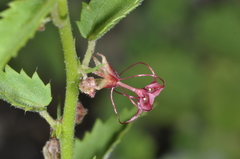 Ayenia cordobensis