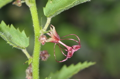 Ayenia cordobensis