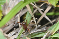 Steatoda ancorata
