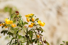 Senna pallida