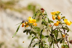 Senna pallida
