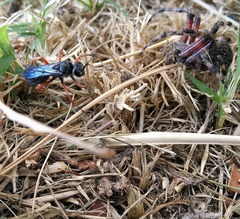 Episyron conterminus cressoni