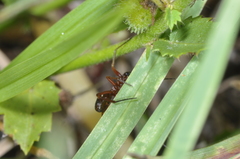 Steatoda ancorata