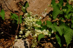 Antigonon flavescens