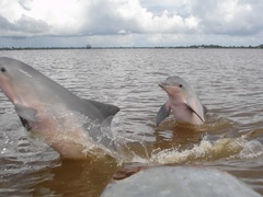 Guiana Dolphin photo 2