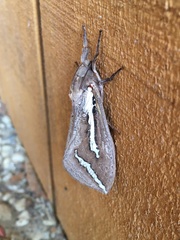 Abantiades latipennis