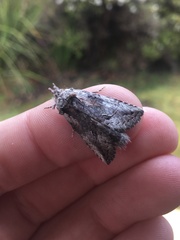 Gallaba eugraphes